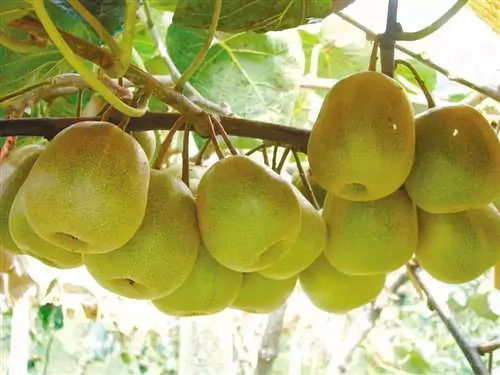 黑山北門4萬斤獼猴桃待售，呼吁社會力量助果農渡難關