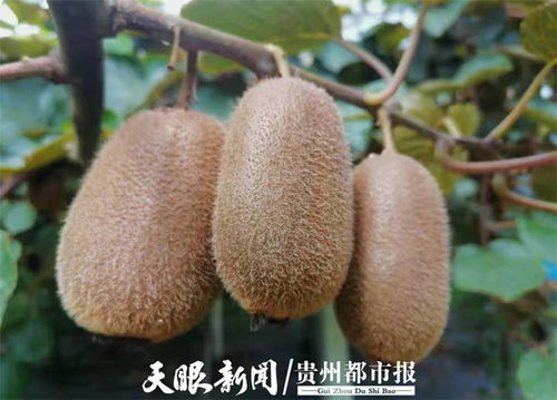 貴州修文7萬噸獼猴桃開啟網絡預售，電商賦能拓寬“黃金果”出山路