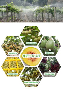 預售開啟 | 生態種植，自然本味 品鑒正宗蒼溪紅心獼猴桃