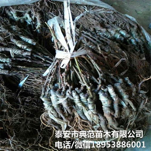 布魯諾獼猴桃苗市場全解析 銷售渠道、價格與產業發展