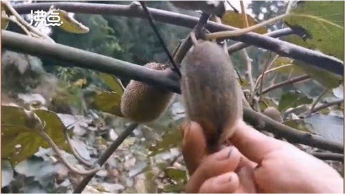 煤塵遮蔽下的豐收 2萬斤獼猴桃銷售無門，果農盼救助