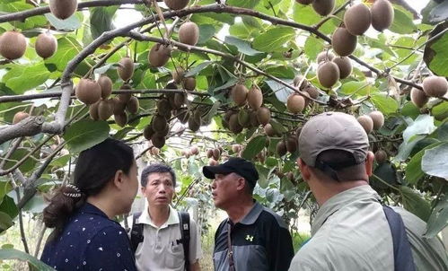 優果聯獼宗獼猴桃 八年蟄伏釀品牌，誓與佳沛爭高下